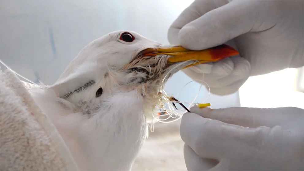 CQFI7PN6N5GABFLDJIQXFEZ74I