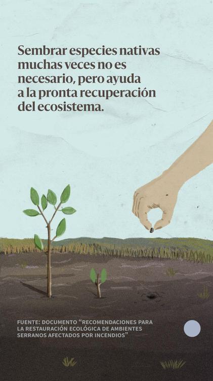 20201104_Stories_recuperarecosistemasfuego-06