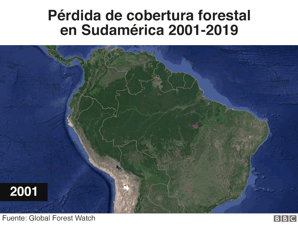 gif-tree-loss-mundo