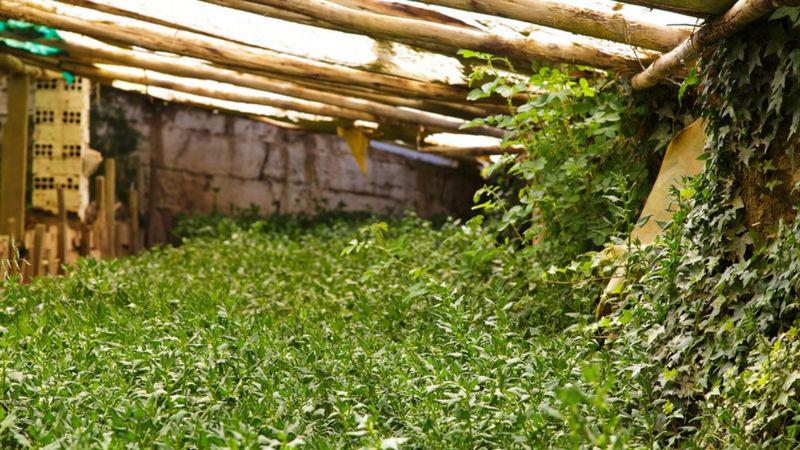 _101663347_walipiniventillaplantacion