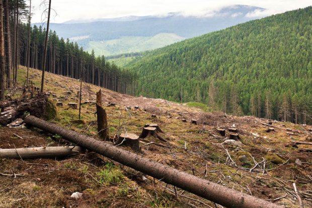 Deforestacion-620x414