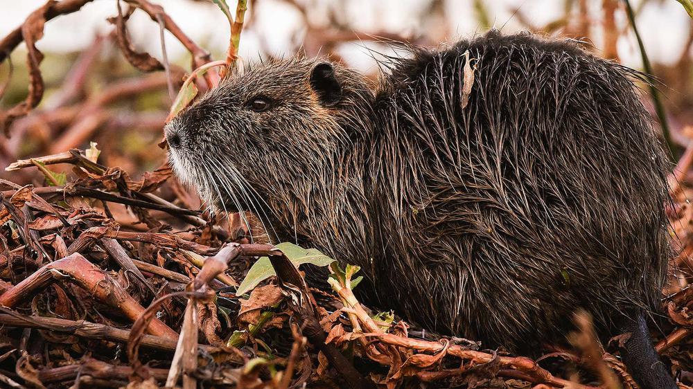 eed0c93c-9-eduardo-bodino-coipo-1536x864