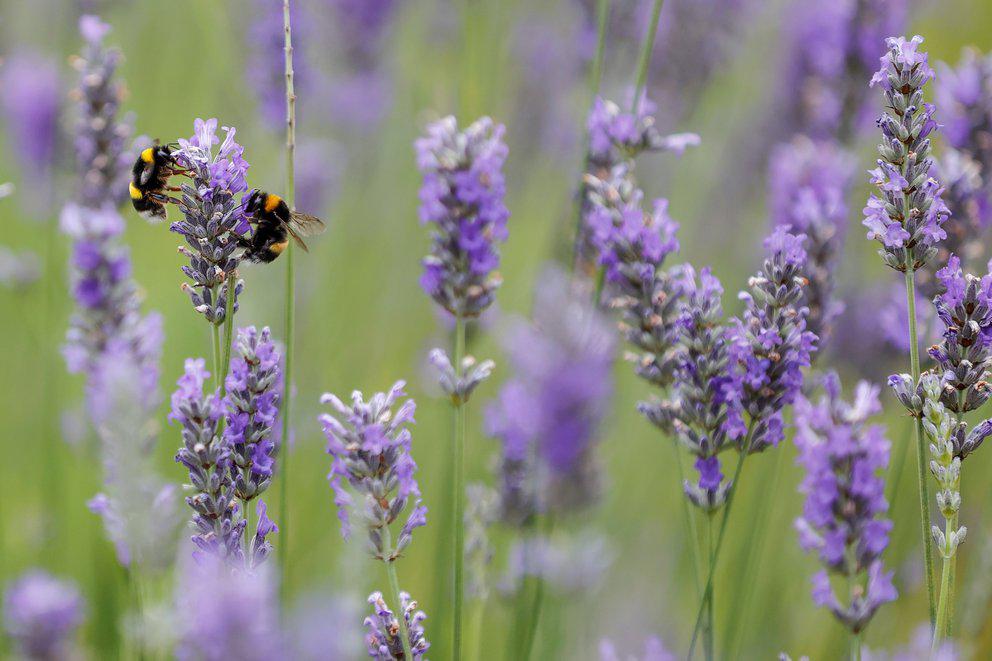 7QF7WDXYP5AG5JLV7ZB3NGWIEE