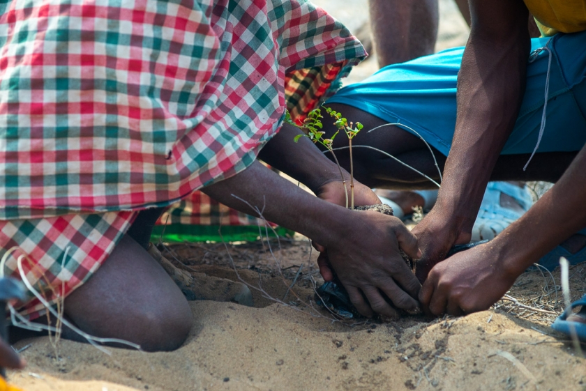 Bay-of-Assassins_planting_ credit - Louise Jasper, Blue Ventures