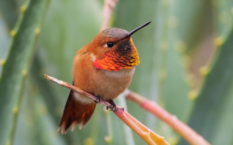 pajaro-de-america-del-norte