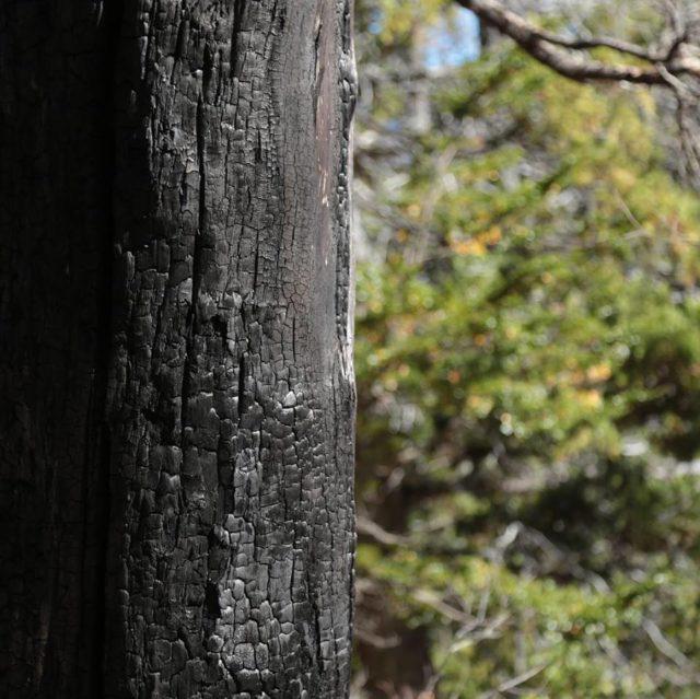 Cholila1-e1557669390250