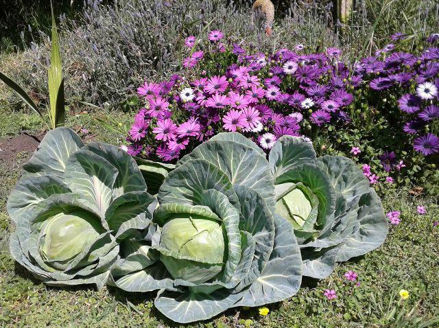 Asociacion-de-cultivos-1