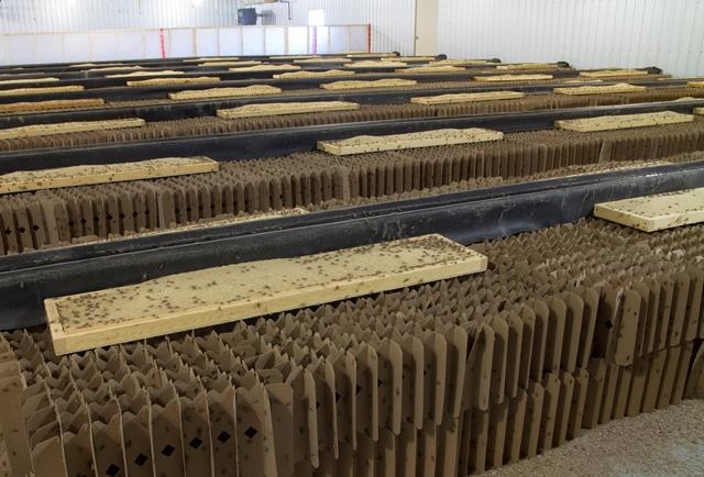 granjas-insectos-negocio-1