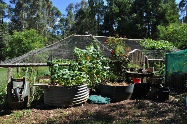 Jill-Redwood1-e1487524361435