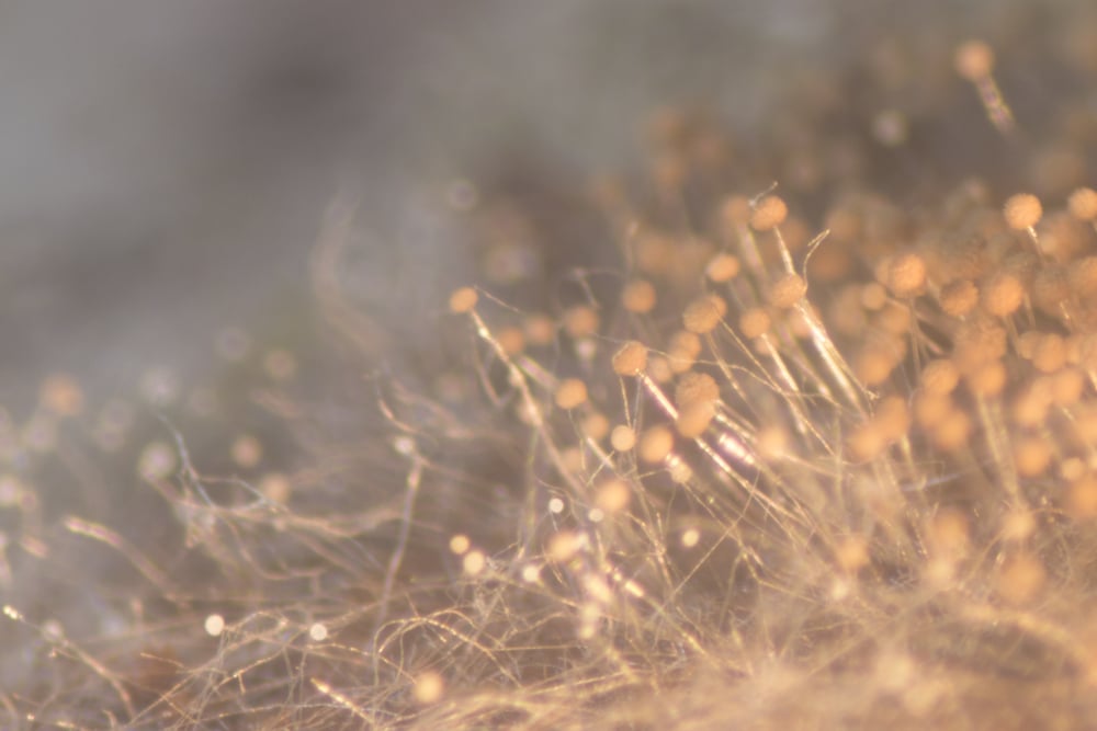 aspergillus-tubingensis