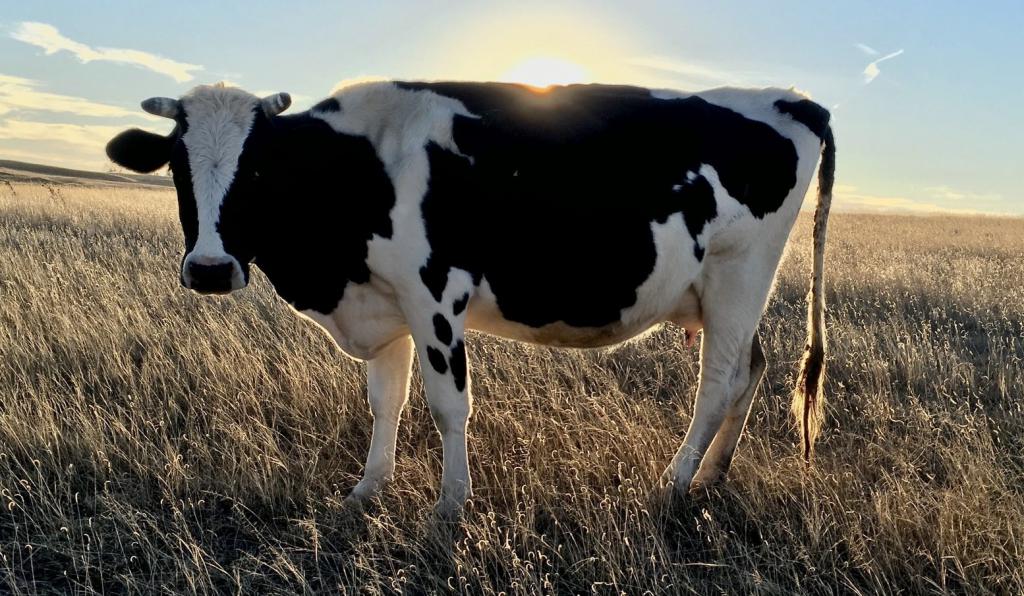 Vacas-y-plastico-2-1024x596