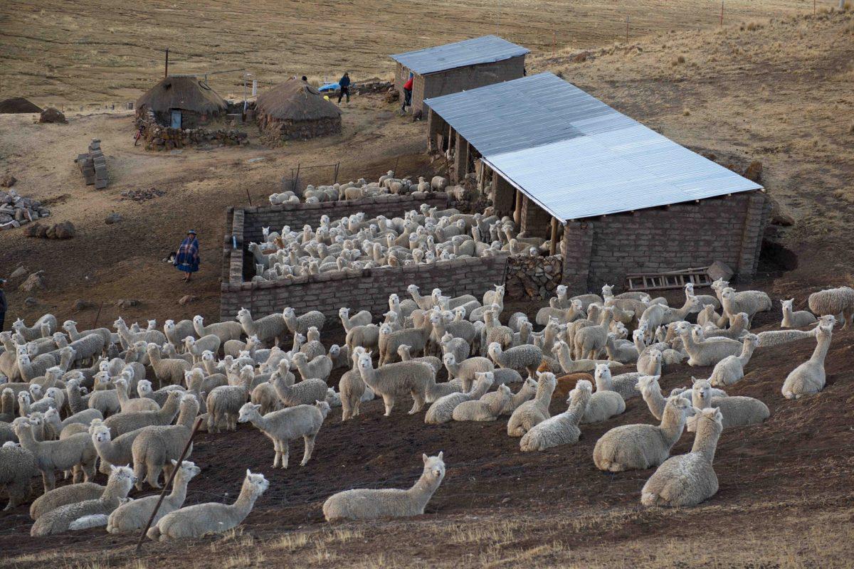 DSC_8131_c-1-1200x800