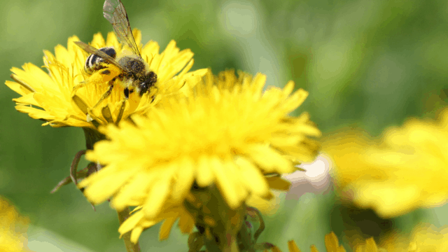 Flores-de-diente-de-león-640x360