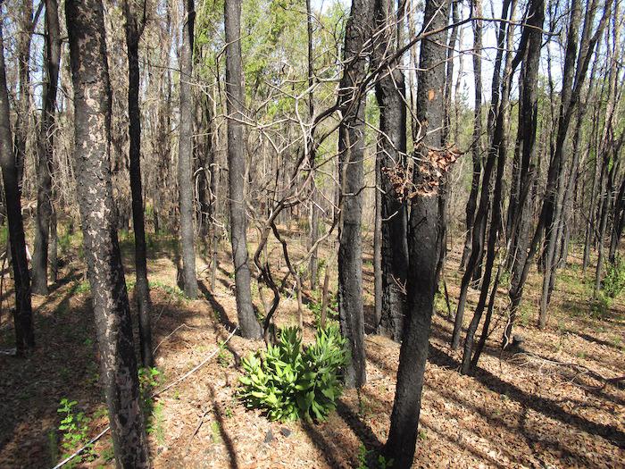 Bosque-quemado-2