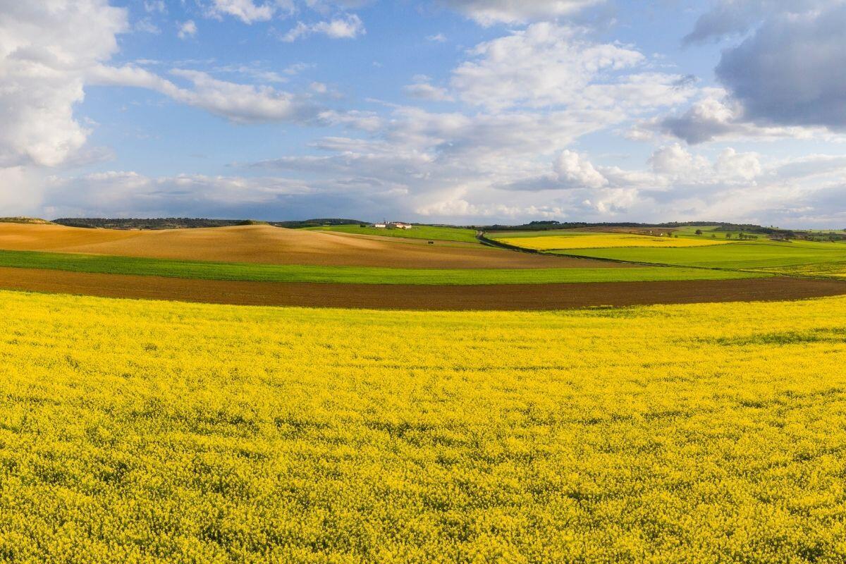 agricultura-intensiva-2