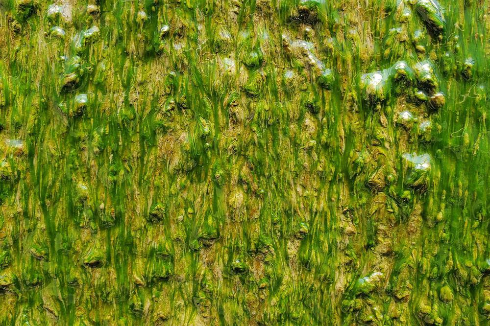 10-release-of-nitrogen-and-phosphorus-via-wastewater-and-sewage