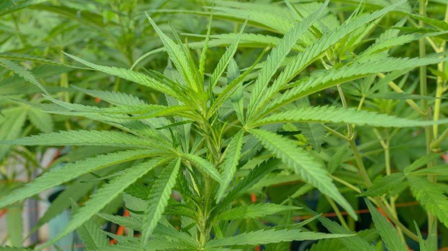 cannabis2021-1138126