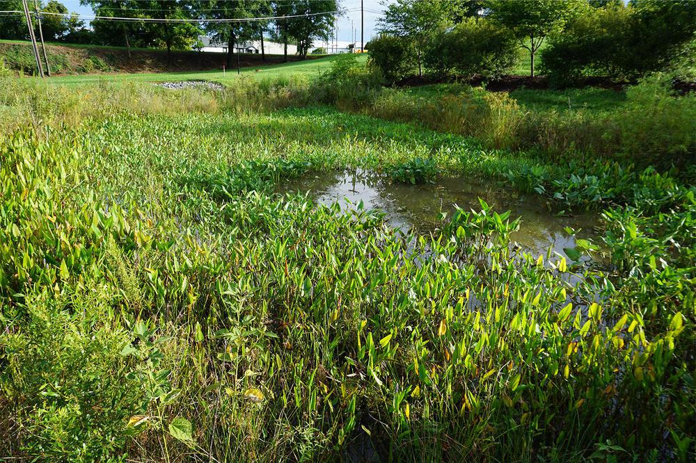 3-A-constructed-wetland-in-Conover-North-Carolina-designed-to-support-treatment-of-stormwater-runoff