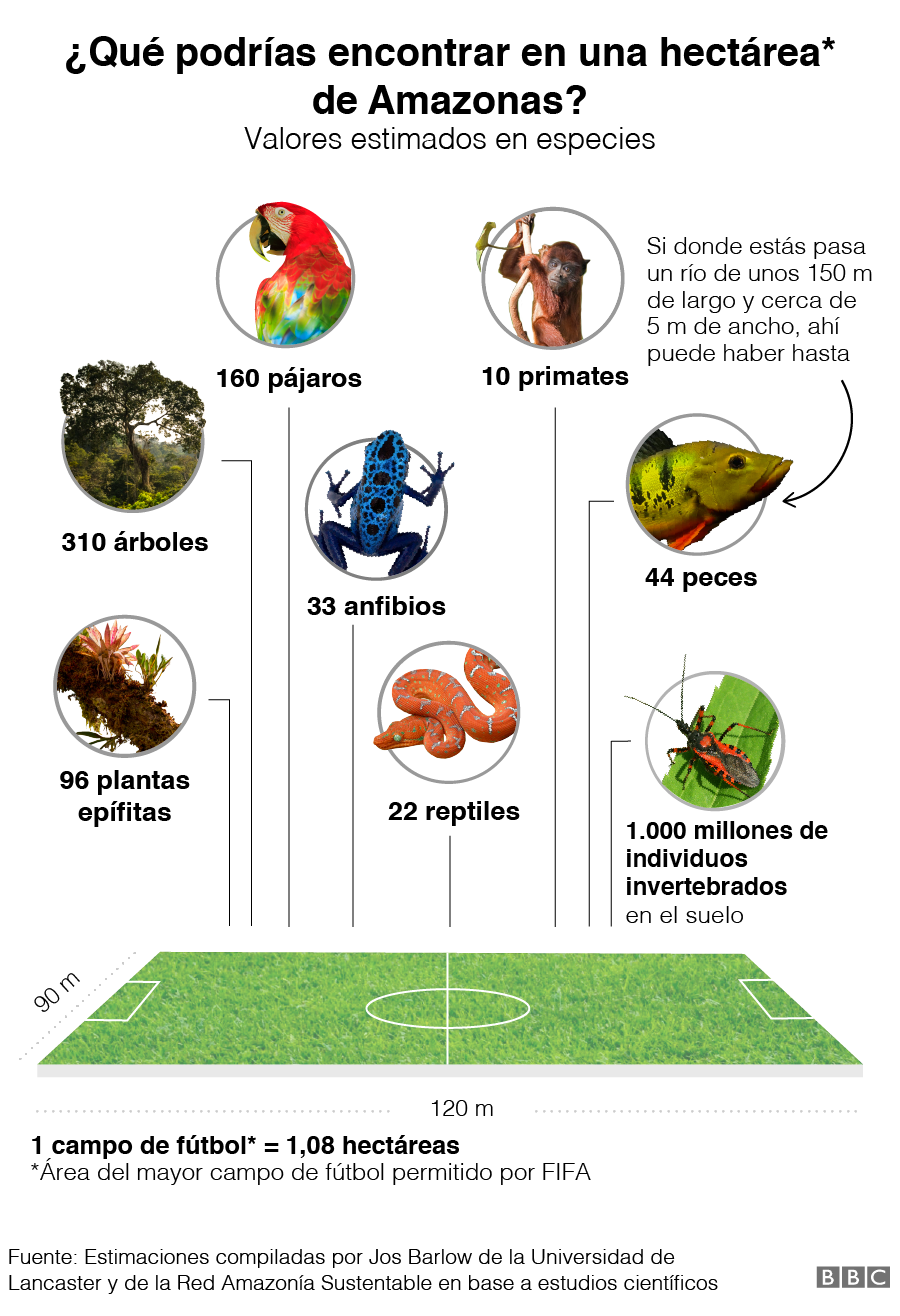 _112705106_bioma_hectarea_amazonas_helvetica_espanol-nc