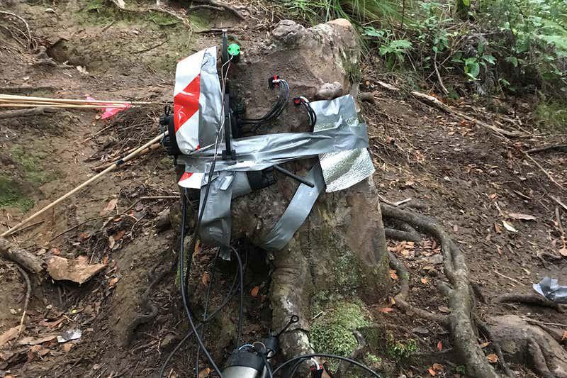 arboles-tala-proteccion-bosques