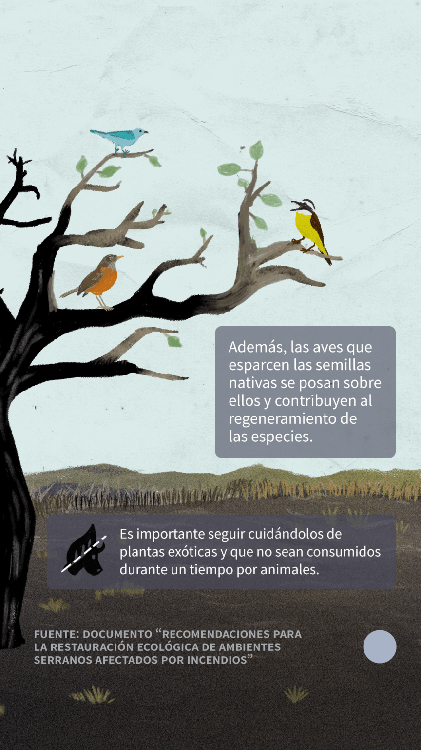 20201104_Stories_recuperarecosistemasfuego-05C