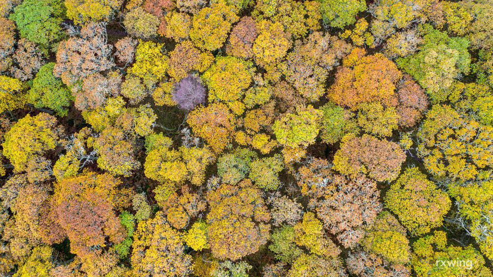 timidez-arboles-1536x864