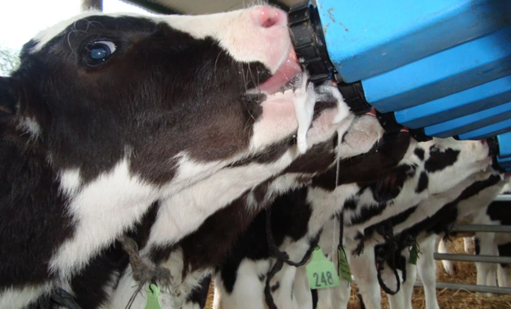 estiercol-de-vaca-en-California-1