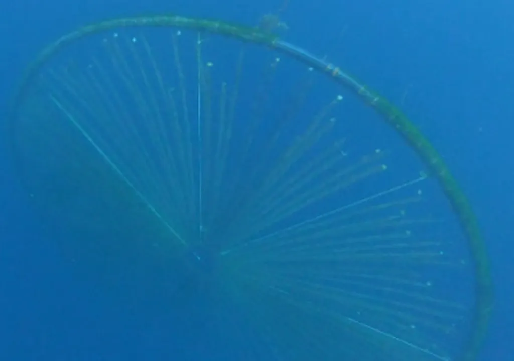 reforestacion-con-algas-geoingenieria-para-combatir-el-cambio-climatico-desde-el-oceano-1700497733409_1024