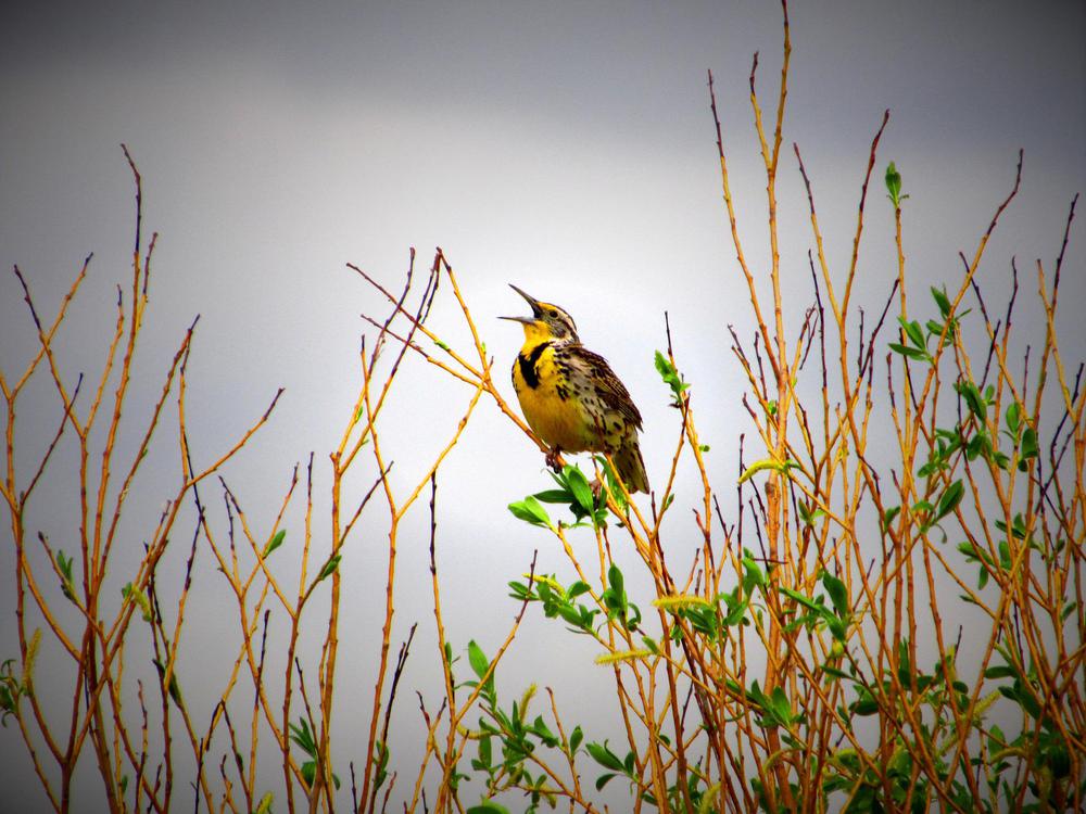 meadowlark-4479138_1920