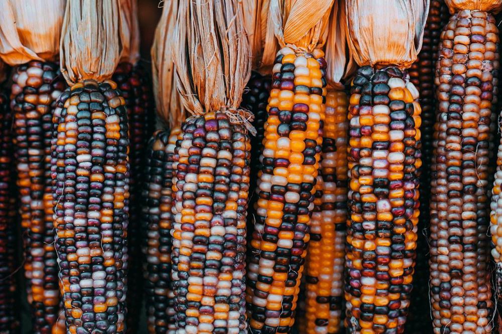 Corn-Sunira-Moses-Unsplash