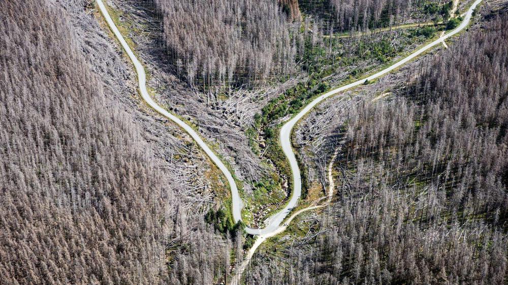 bosques-alemania-muriendo-calentamiento-global.11-08-2021.medio-ambiente-1536x864