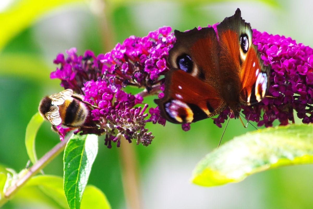 polinizadores-y-flores-6