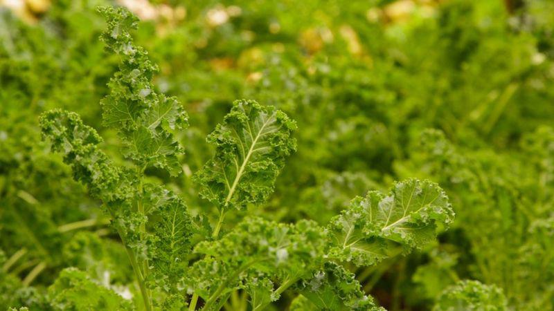 _101663908_detallehoralizas