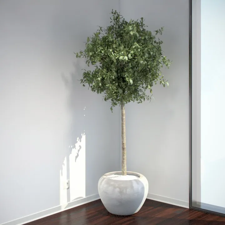 7-arboles-que-puedes-tener-dentro-de-casa-para-purificar-el-aire-20220313-El-Horticultor-1