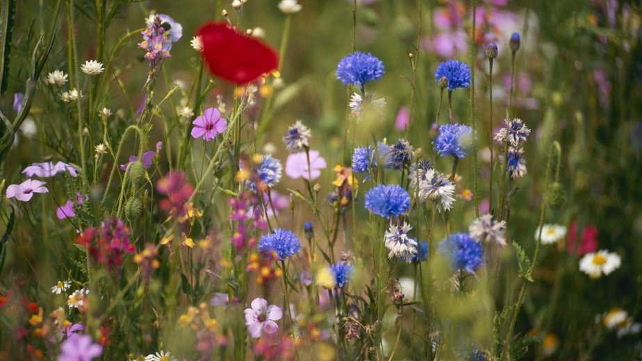 flores-silvestres-1