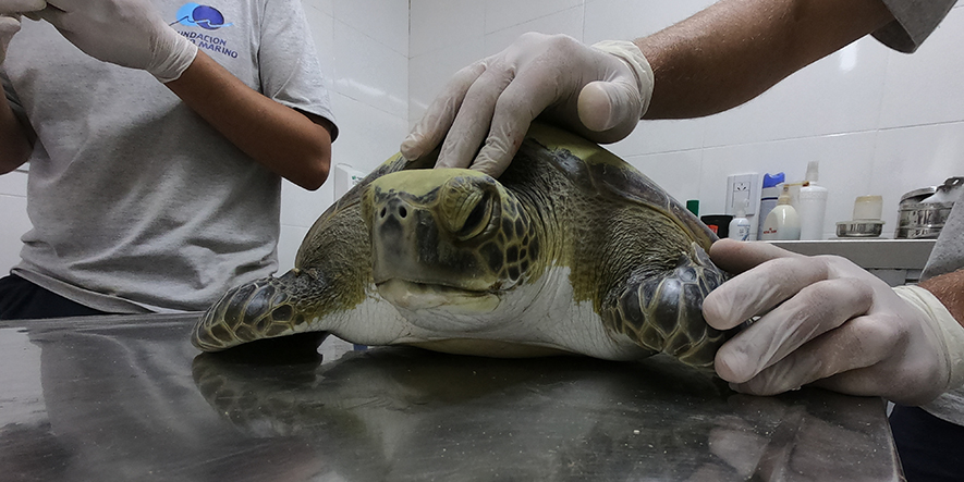 Tortuga-defectó-13-gramos-de-plástico-2