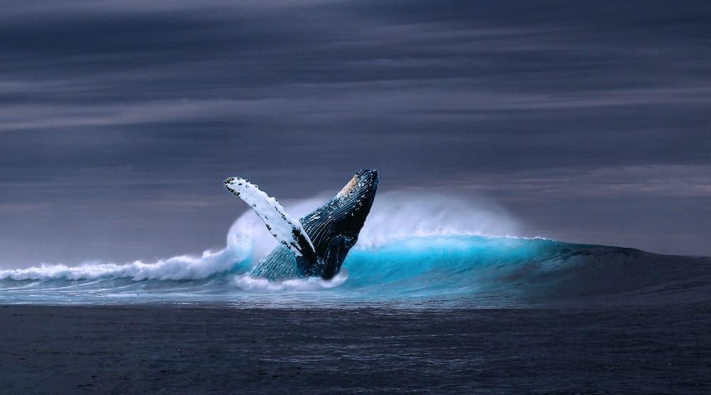 Ballena
