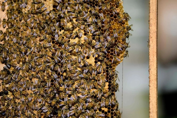 las-abejas-son-esenciales-para___4DpssOYD_720x0__1