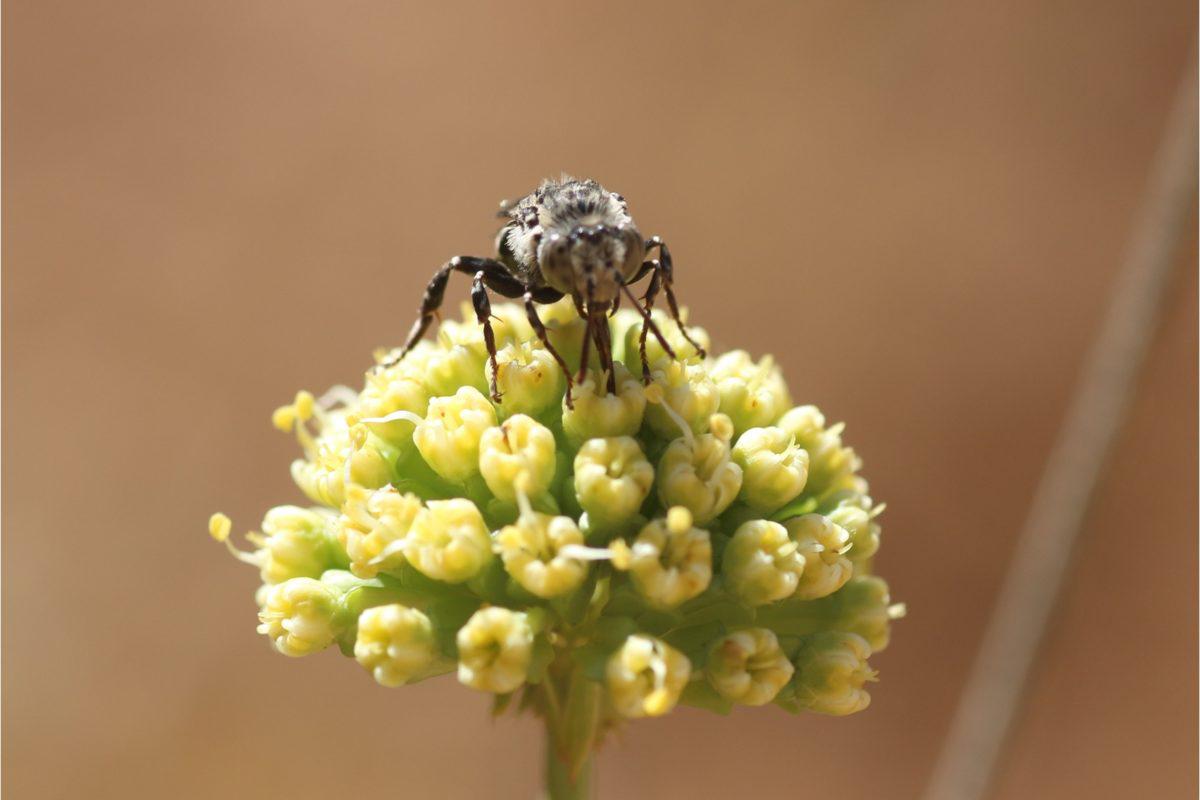 isopeolus-sp.-altos-de-cantillana-oct.-2016--1200x800