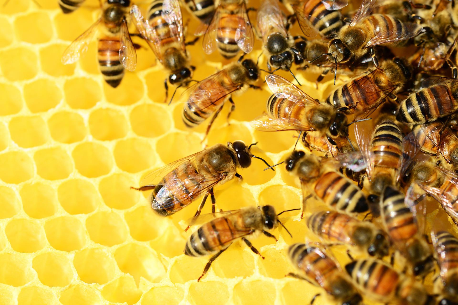 ¿cuál Es La Función De Las Abejas En El Mundo Y Por Qué Son Tan Importantes 