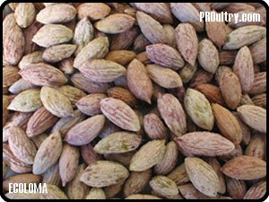 huesos_aceituna_ECOLOMA_BIOMASA_AVICOLA