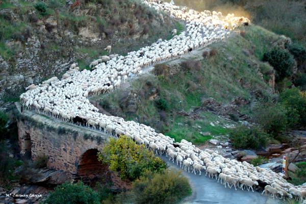 trashumancia-puente-romano_mcarmengarcia