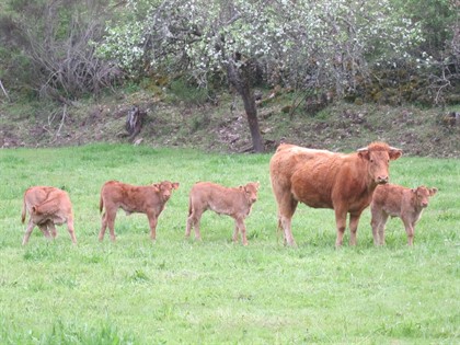 Vacas