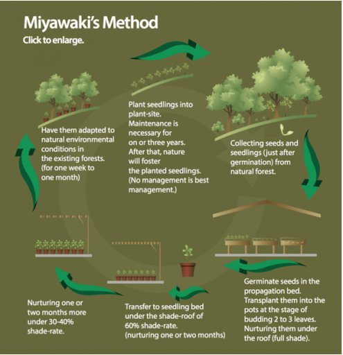 mirayami-1