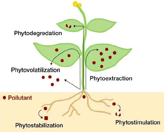 La Fitorremediación, el Uso de Plantas para la Descontaminación