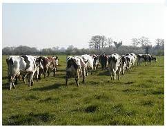 vacas/ganado/ganaderia