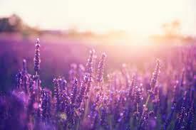 images (1)