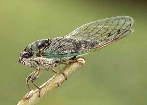 Insecto/Cigarra