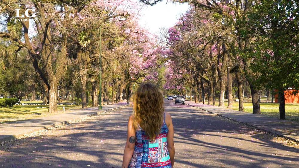 se-adelant-la-primavera-tucuman-invadida-lapachos-florecidos-816851-123531