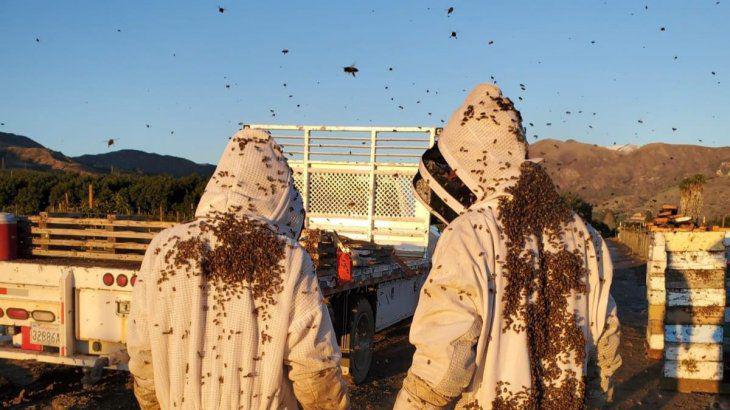 Abejas